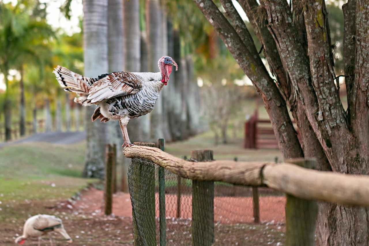 Hotel Fazenda Jacauna Brotas Bagian luar foto